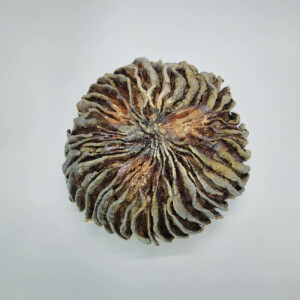 Siccitas: Parched Earth Echoes